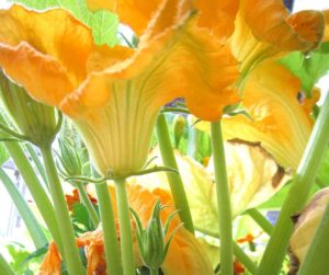 How To Hand-Pollinate Zucchini Flowers