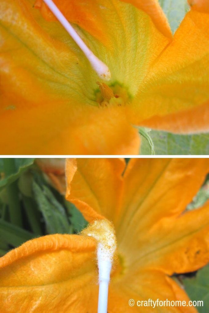 Use Cotton Bud To Pollinate Zucchini