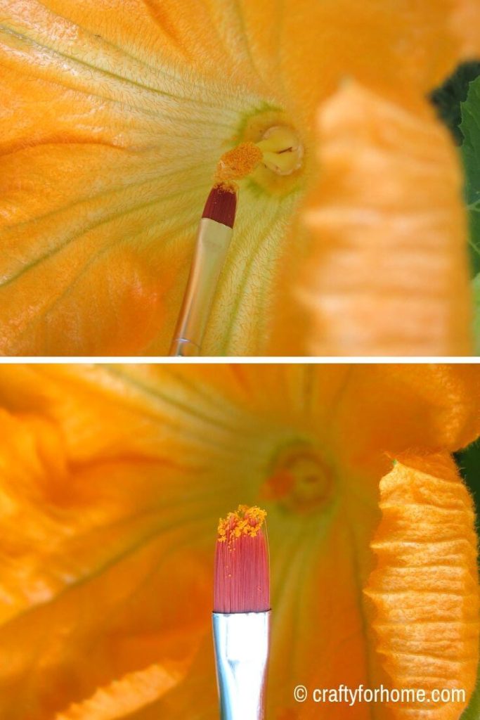 Use Paint Brush To Pollinate Zucchini