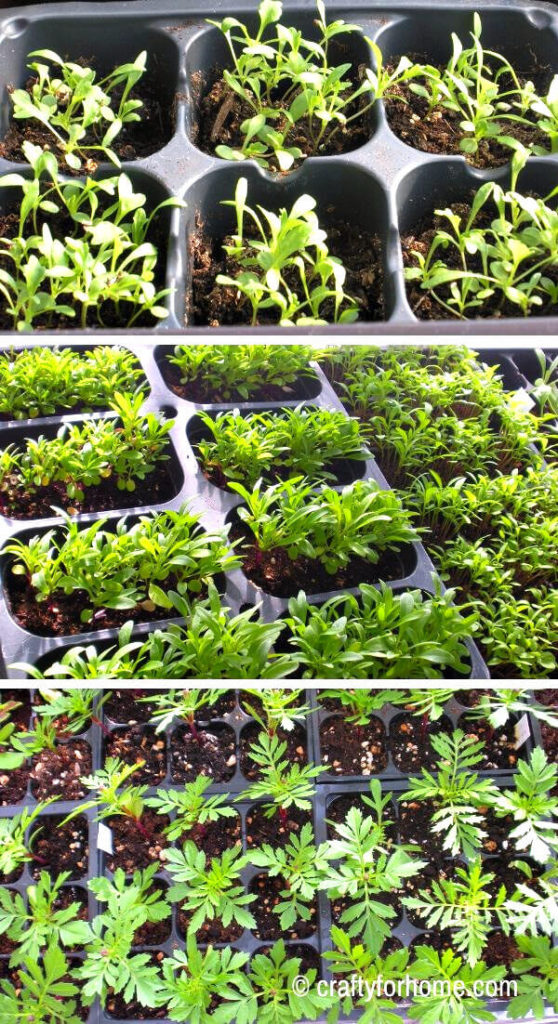Growing Seedling Indoors