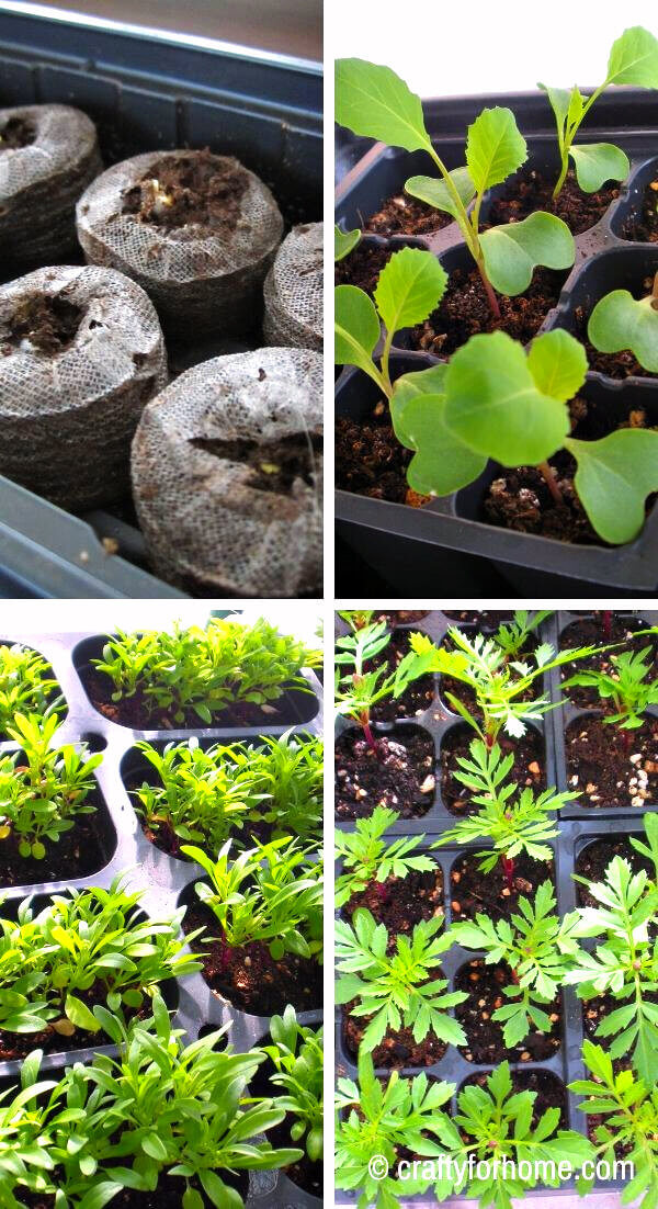 Starting Seedling Indoors Crafty For Home