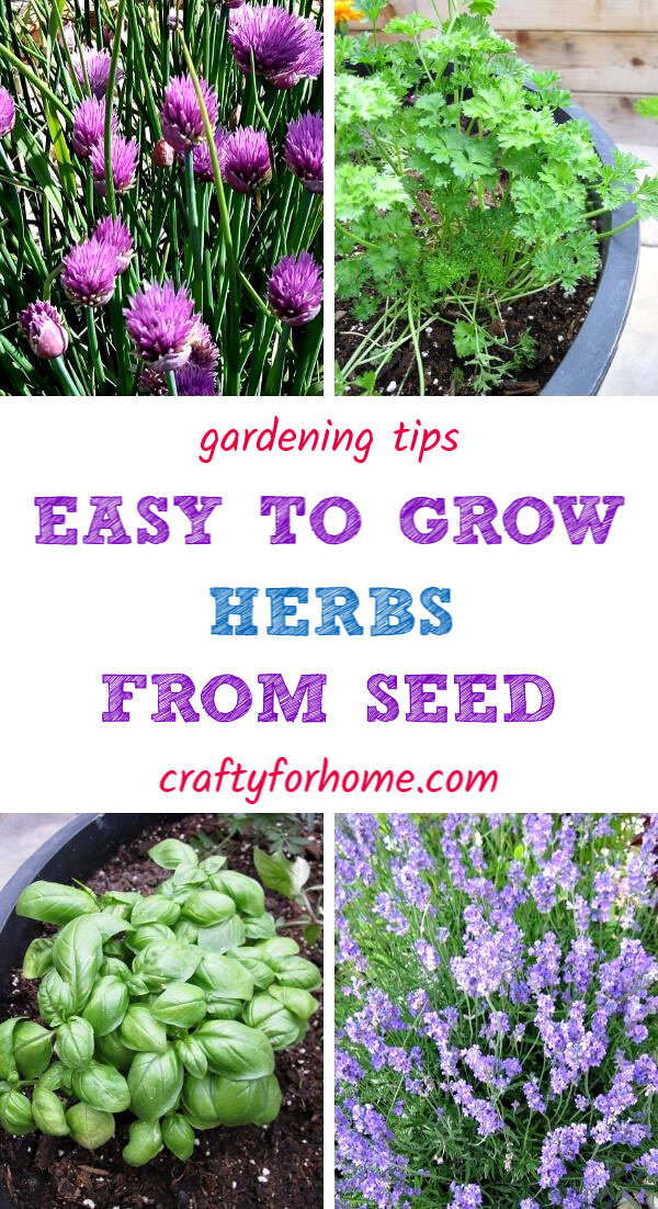 Easy Growing Herbs From Seeds Crafty For Home