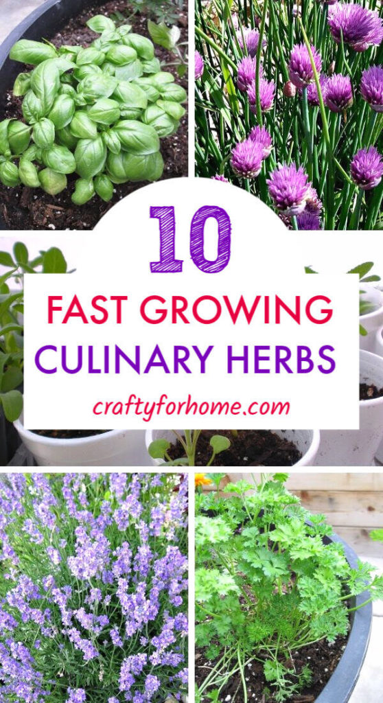 10 Fast Growing Culinary Herbs From Seed