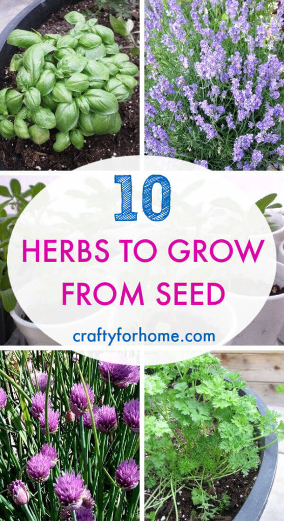 Herbs To Grow From Seed | Crafty For Home