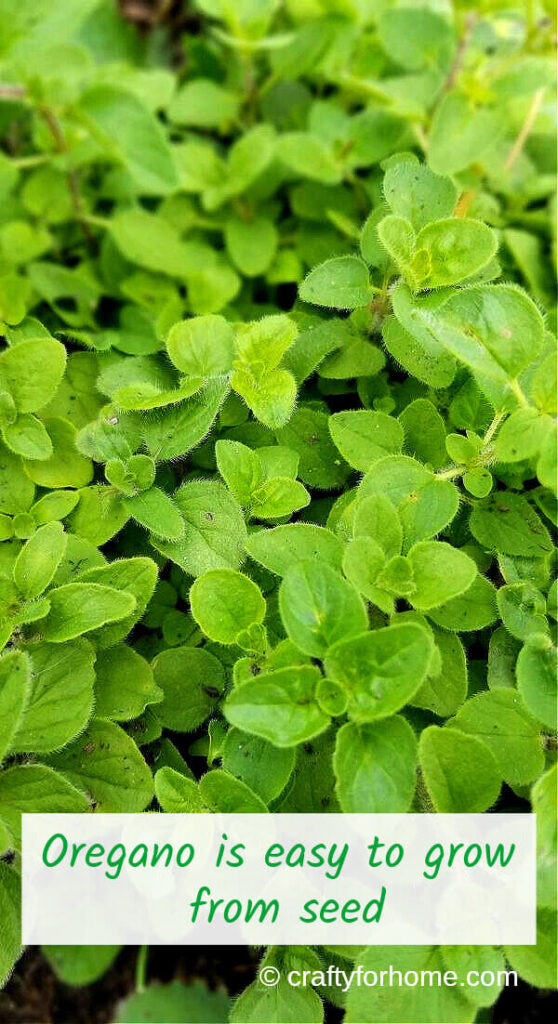 Growing Oregano From Seed