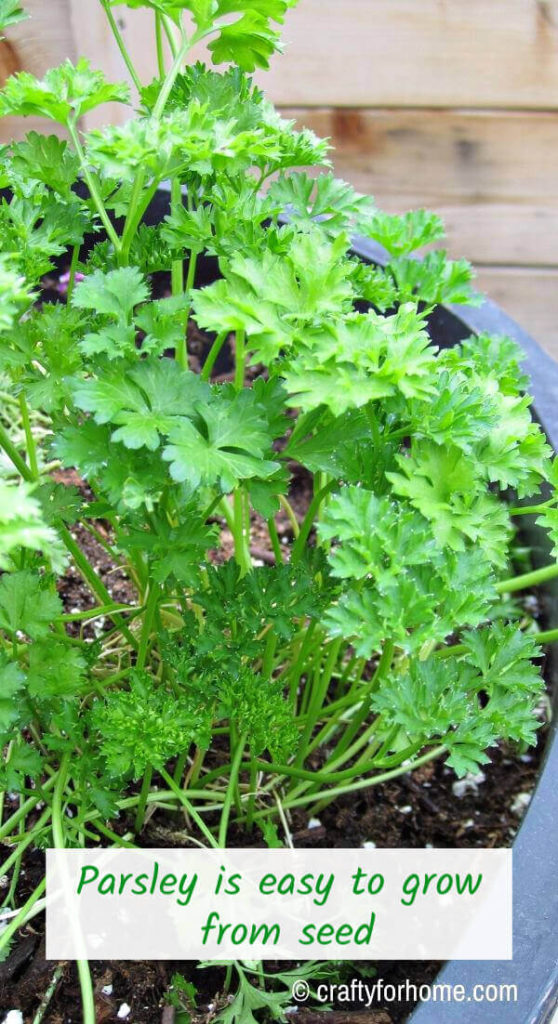 Growing parsley from seeds.