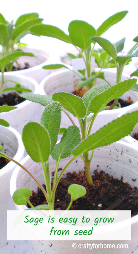 Growing sage from seeds.