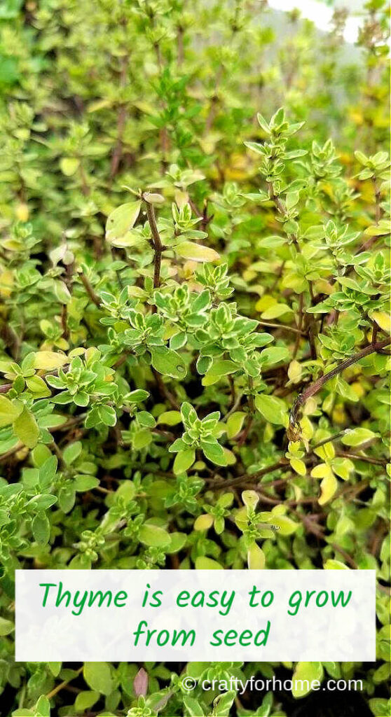 Growing Thyme From Seed