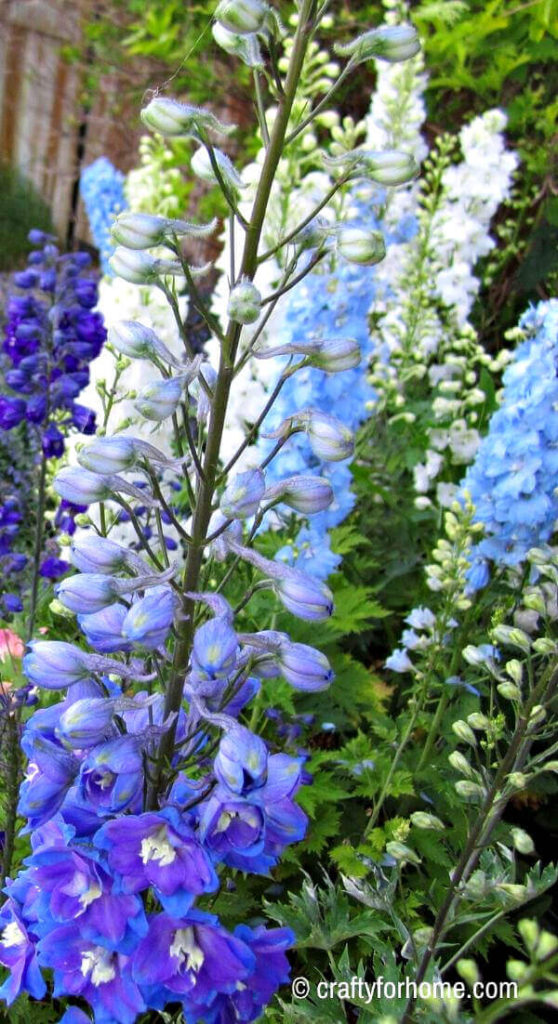 Blooming Stage On Delphiniums