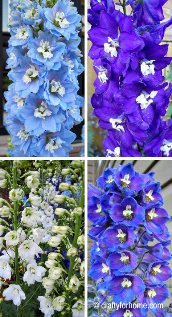 Blue And White Delphiniums