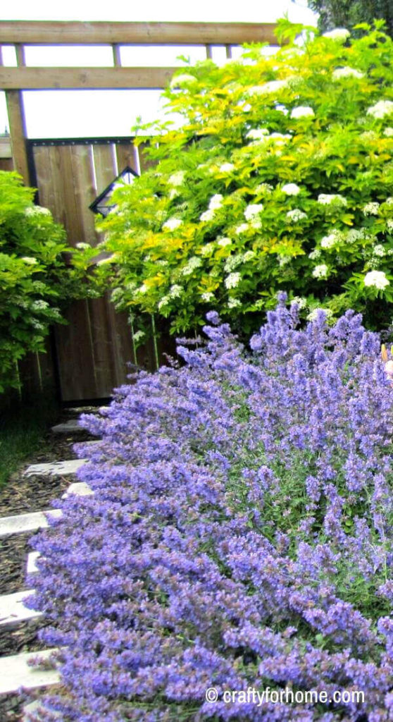 Blue Catmint And Chartreuse Elderberry