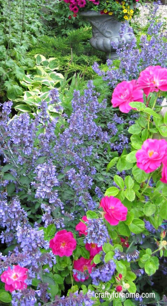 Catmint and Roses