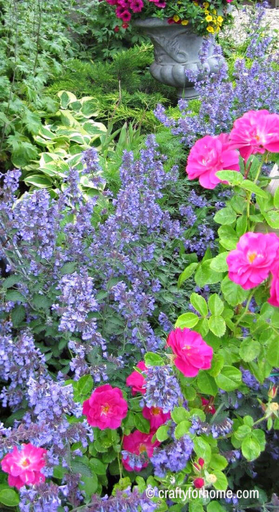 Image of Marigold catmint companion plant