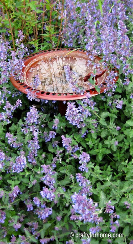 Catmint For Birdbath Planting