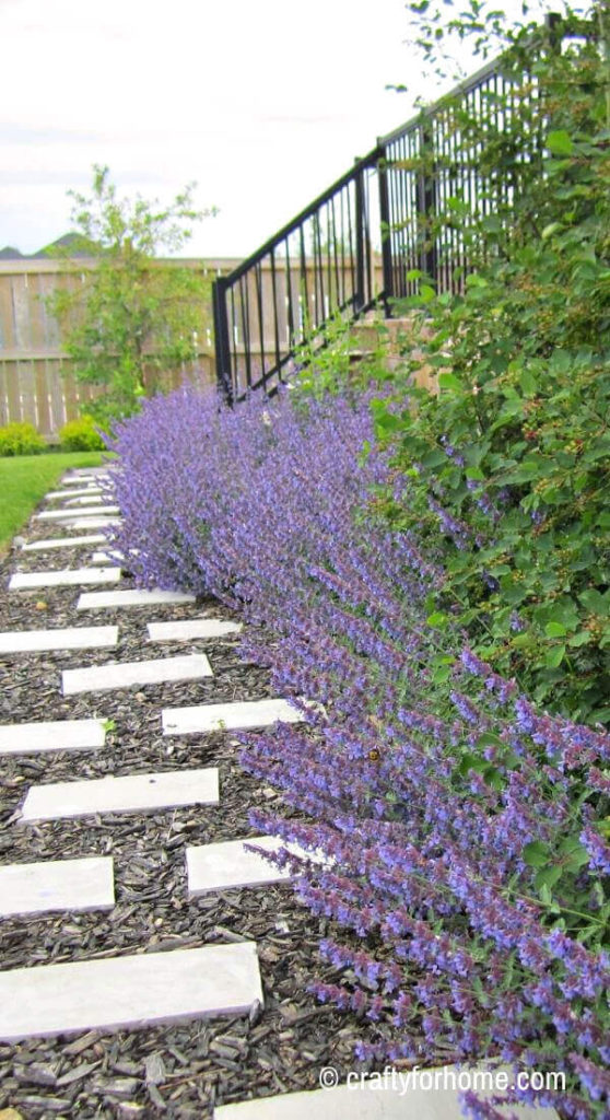 Catmint For Border Plant