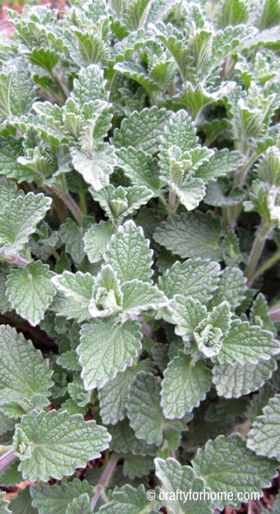 Catmint For Stem Cuttings