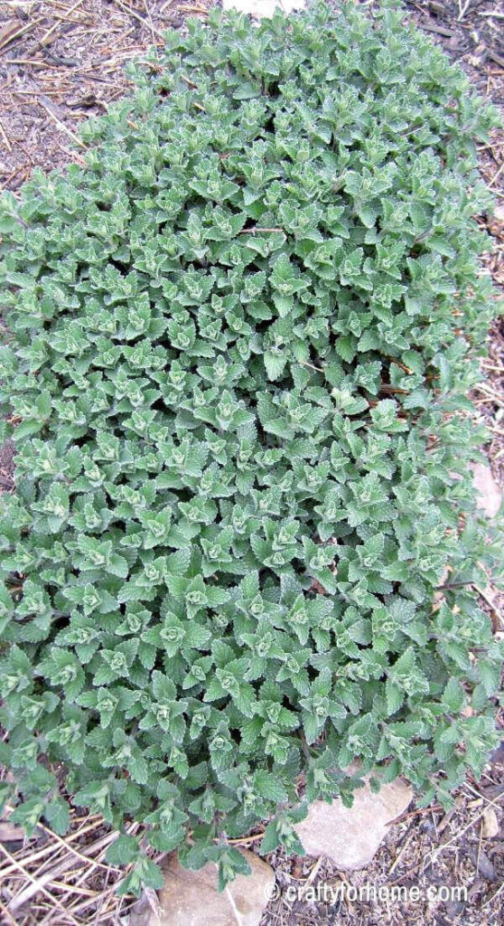 Catmint New Clump Growing