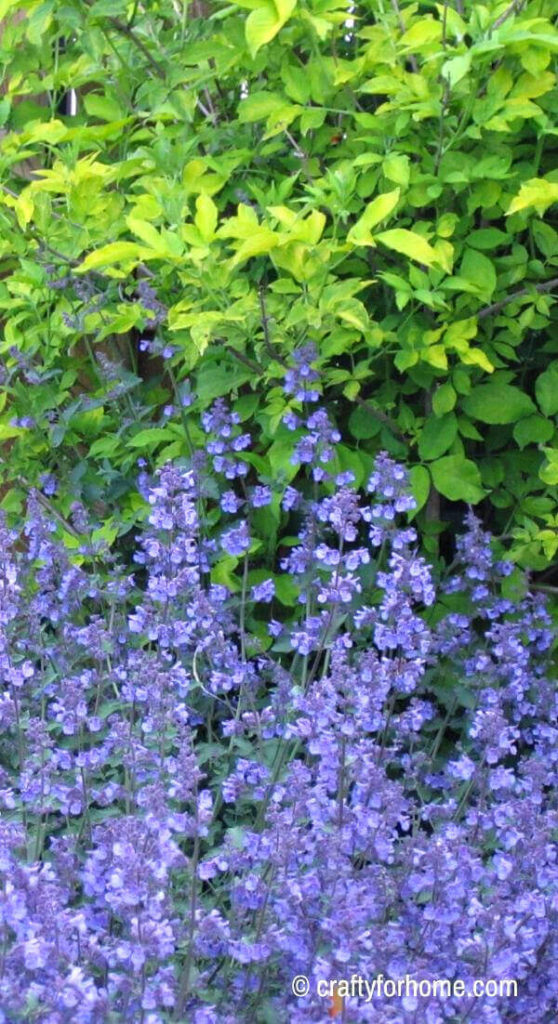 Catmint And Elderberry