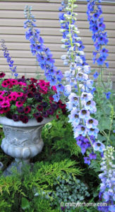 Delphinium With Container Garden