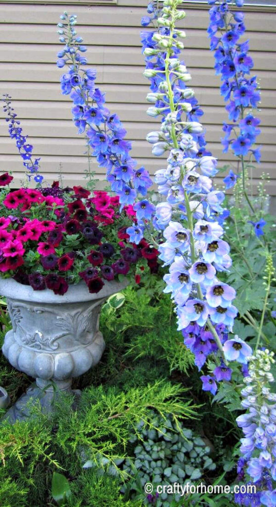 Why You Should Grow Delphinium Crafty For Home