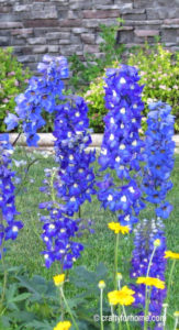 Dwarf Delphinium