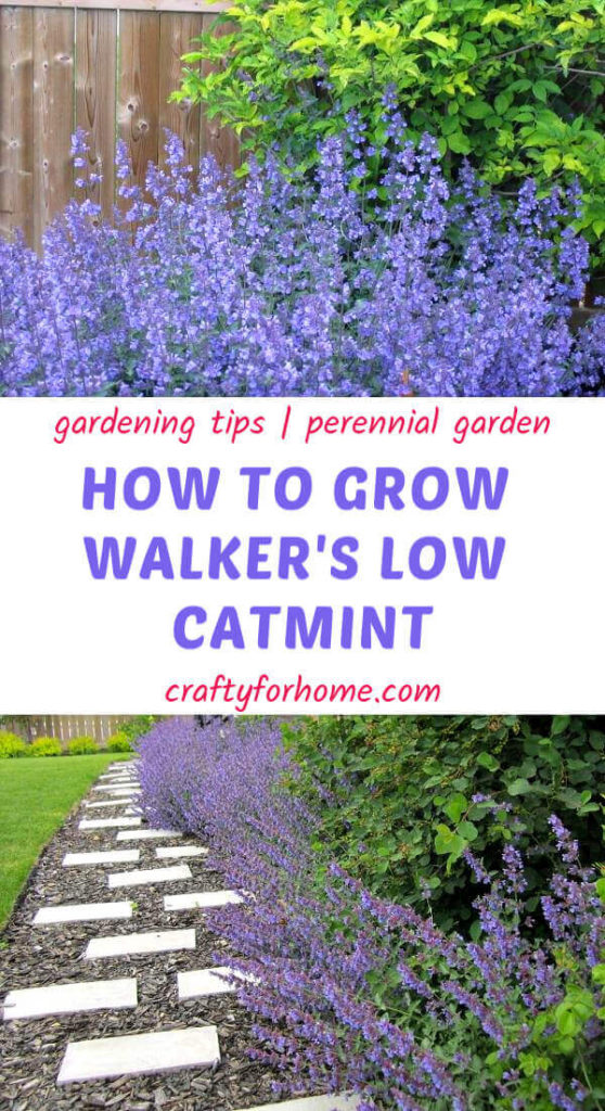 Growing Walker's Low Catmints