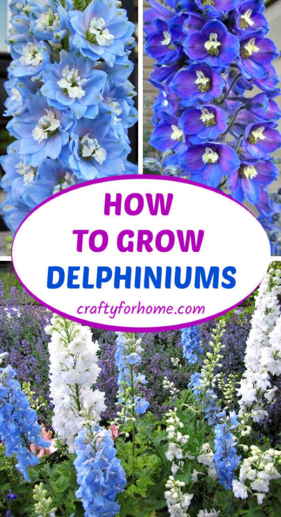 How To Grow Delphinium