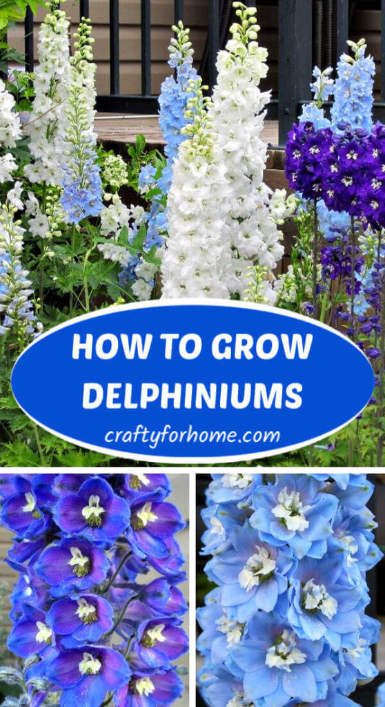 How To Grow Delphinium From Seed