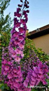 Pink Delphinium