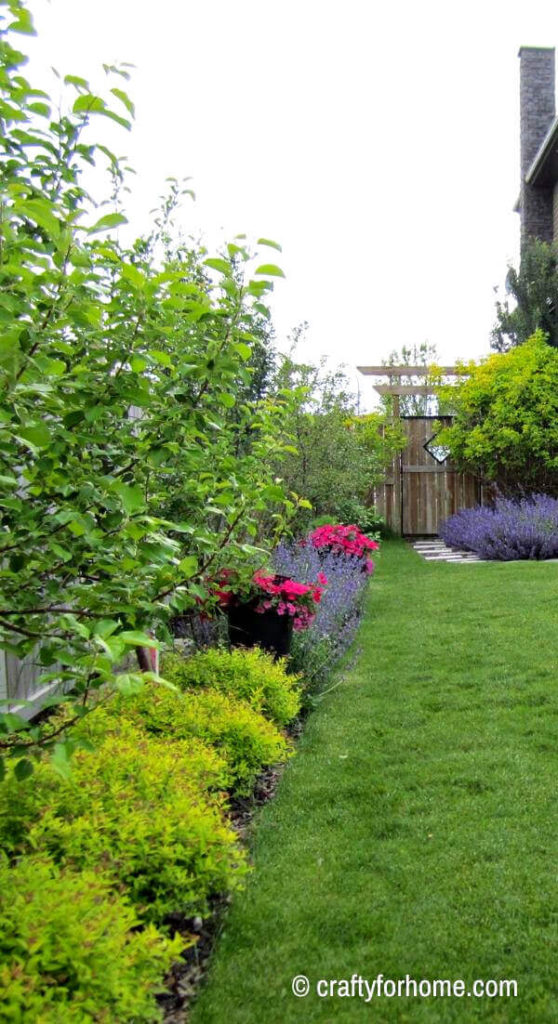 Shrub And Catmint Border