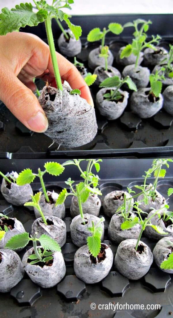 Stem Cuttings For Catmints