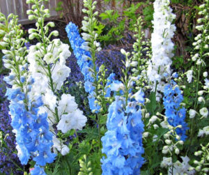 Why You Should Grow Delphinium