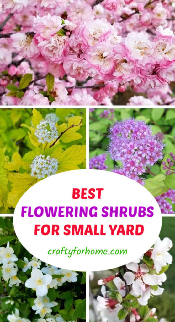 Small deals flowering shrubs