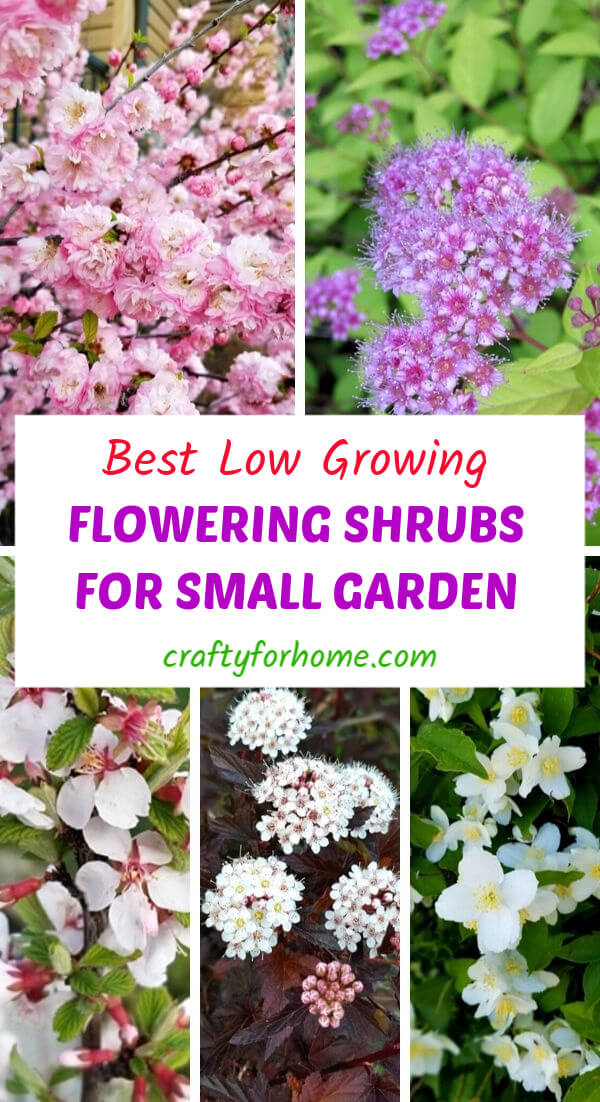 Best Low Growing Flowering Shrubs | Crafty For Home