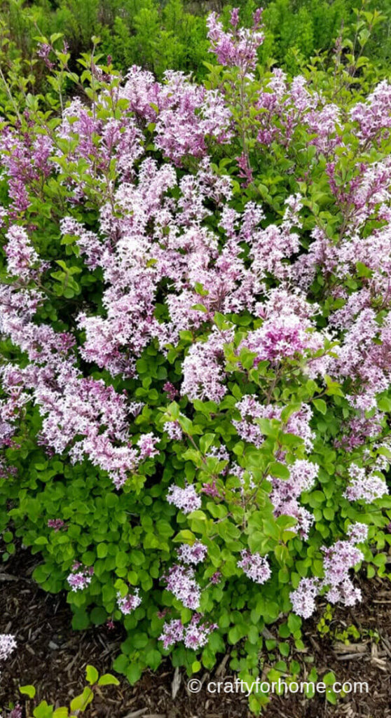 Bloomerang Lilac Flowering Shrub