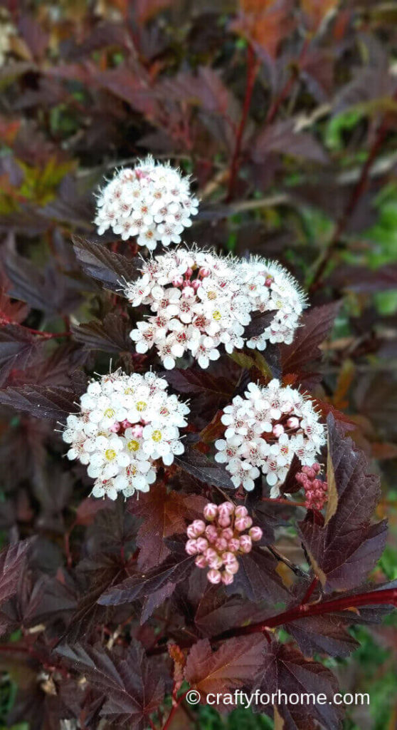 Diabolo Ninebark Flowers