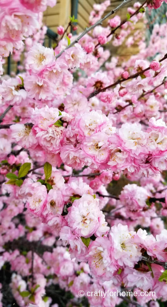 Double Flowering Plum