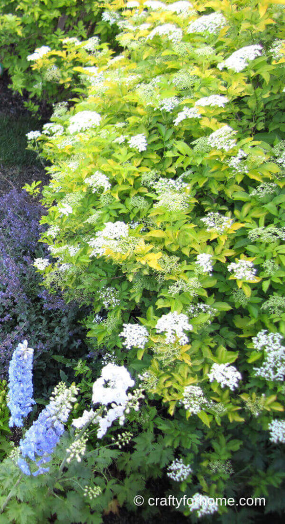 Elderberry Flowering Shrub