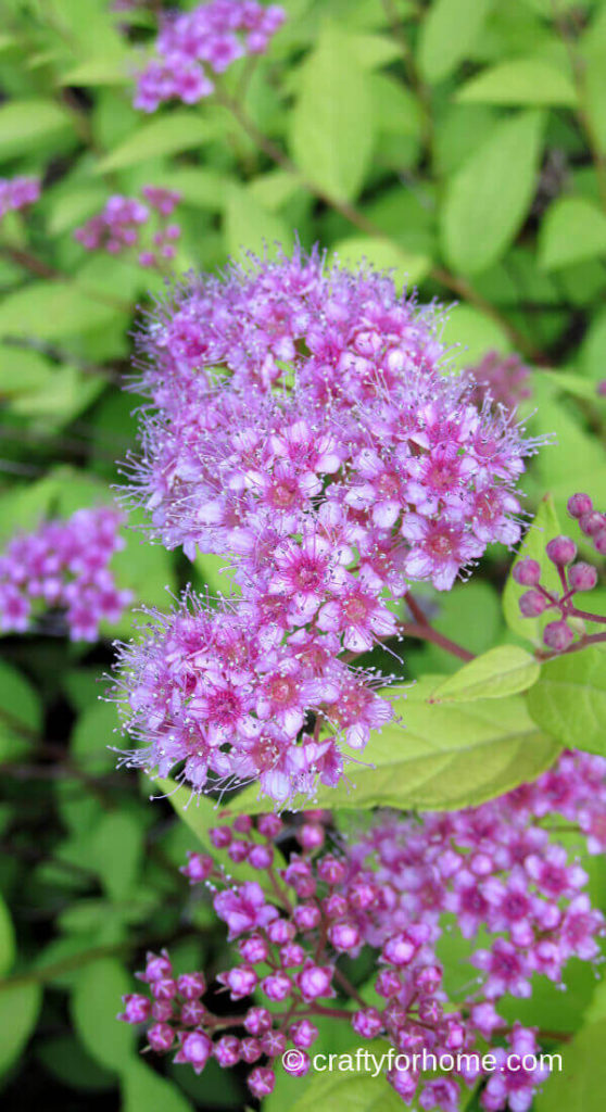 Magic Carpet Spirea Shrub Flower