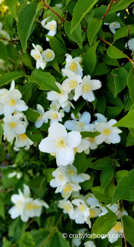 Mock orange Flower