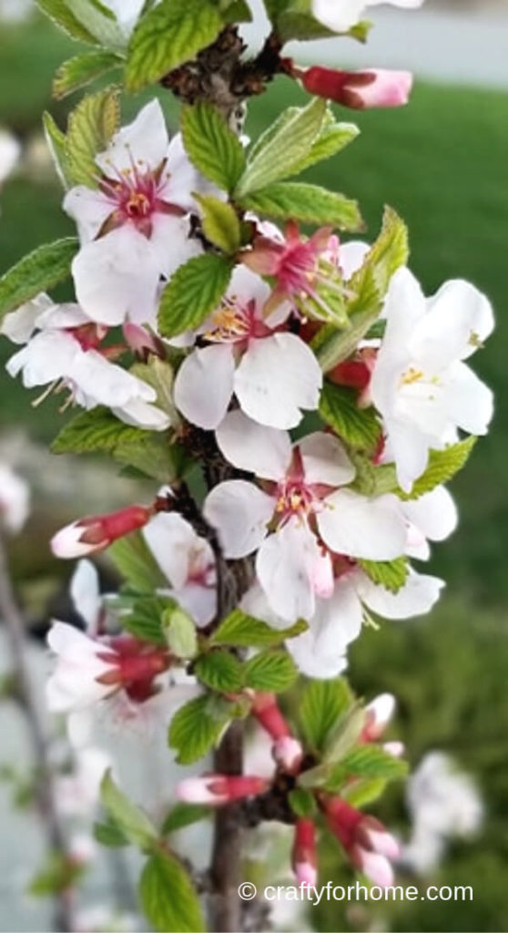 Nanking Cherry Flowers