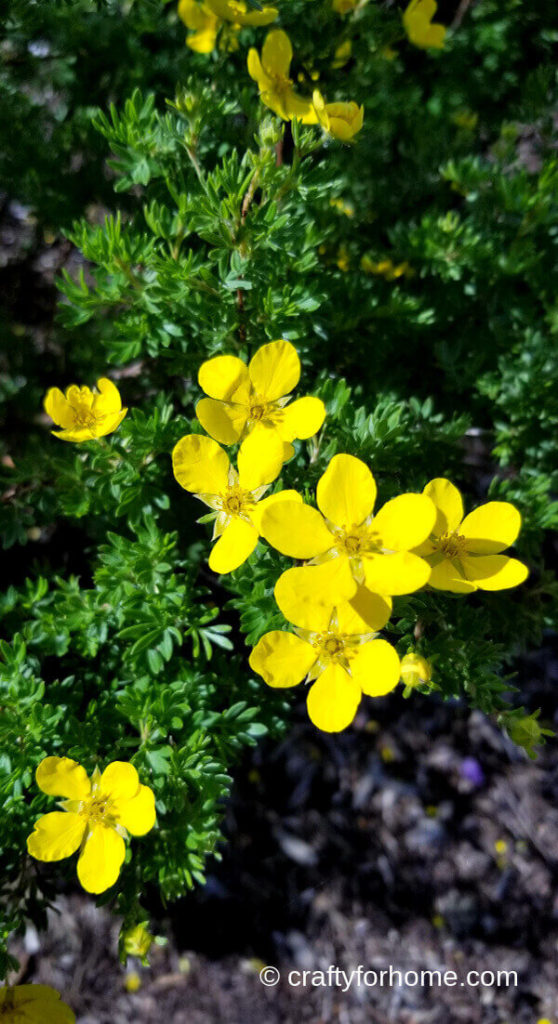 Potentilla Flower