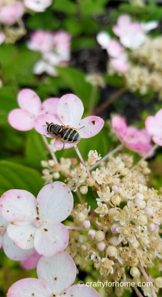 Quickfire Hydrangea Flower