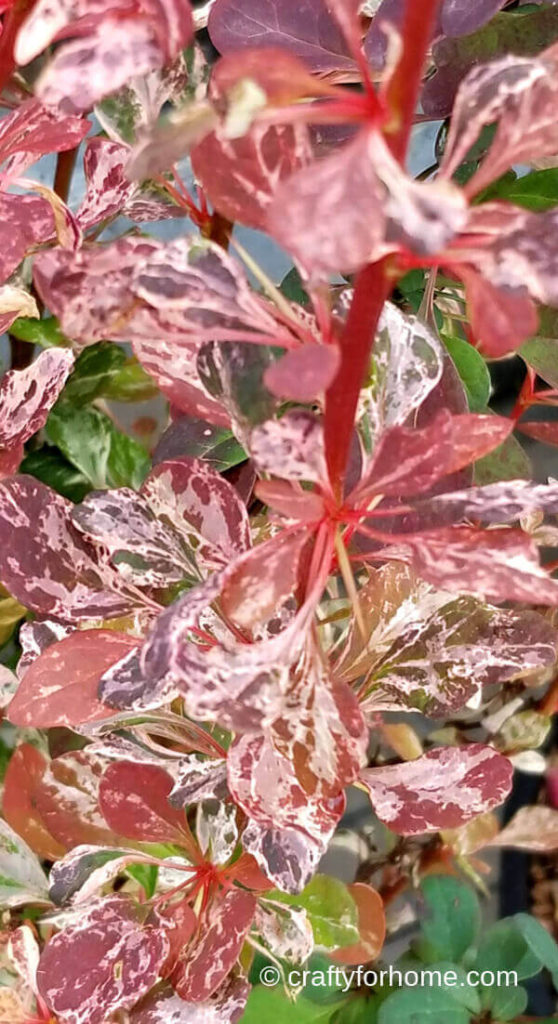 Red Barberry Shrub