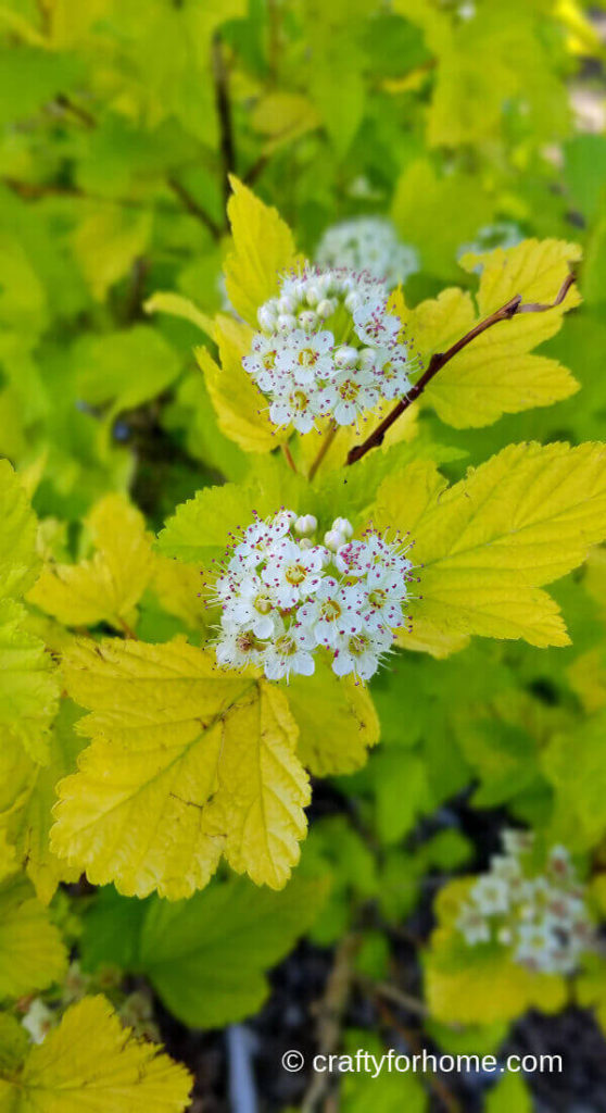 Yellow Dart Gold Ninebark Flower