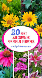 Best Late Summer Perennial Flowers