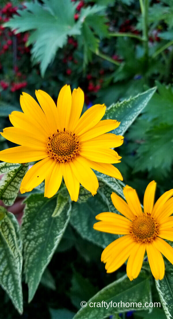 Late Summer Blooming Perennial Flowers | Crafty For Home