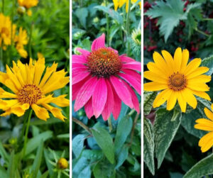 Late SUmmer Blooming Perennial Flowers