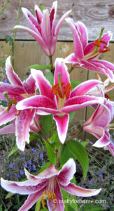 Stargazer Lily Blooming