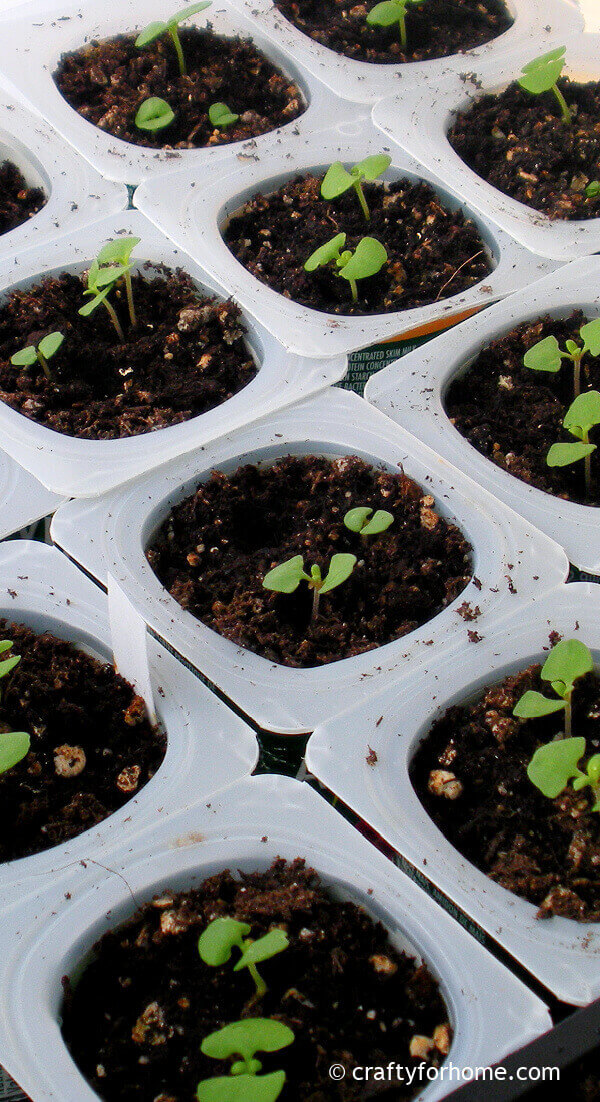 Yogurt Cup For Seedling Crafty For Home